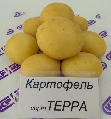 картофель посадочный ТЕРРА 1 репродукция